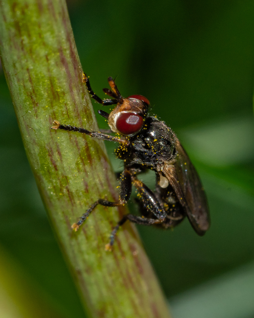 Thecophora propinqua