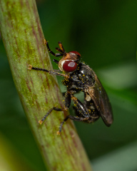 Thecophora propinqua