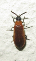 Physciolagria singularicornis