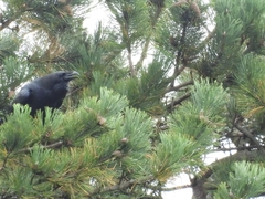 Corvus corax
