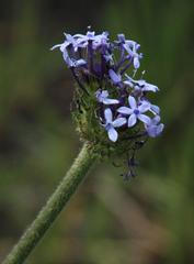 Pentanisia prunelloides prunelloides