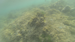 Thalassoma jansenii