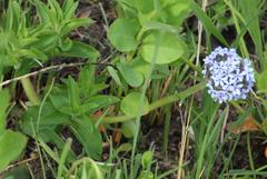 Pentanisia prunelloides prunelloides
