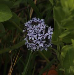 Pentanisia prunelloides prunelloides