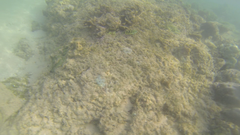 Thalassoma jansenii