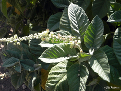 Croton chilensis