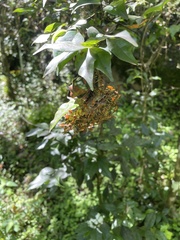 Mischocyttarus phthisicus