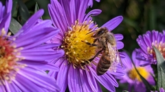 Apis mellifera