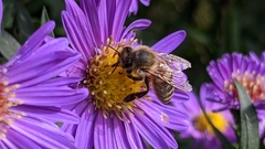 Apis mellifera
