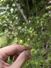 Hypericum diosmoides