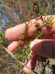 Eriophyes adenostomae