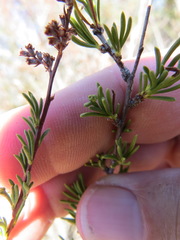 Eriophyes adenostomae