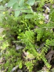 Hypericum diosmoides
