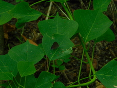 Calycopis cecrops