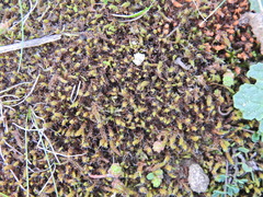 Syntrichia ruraliformis