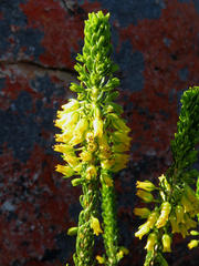 Erica parilis parilis