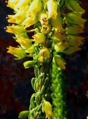 Erica parilis parilis