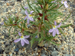 Cyphocarpus rigescens