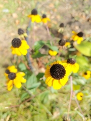 Rudbeckia