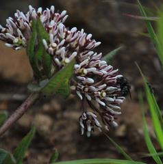 Asclepiadinae