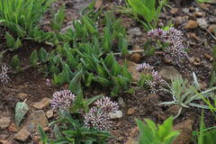 Asclepiadinae