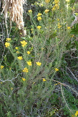 Oedera genistifolia