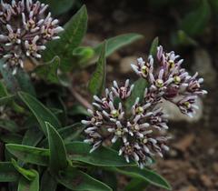 Asclepiadinae