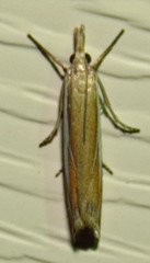 Crambus satrapellus