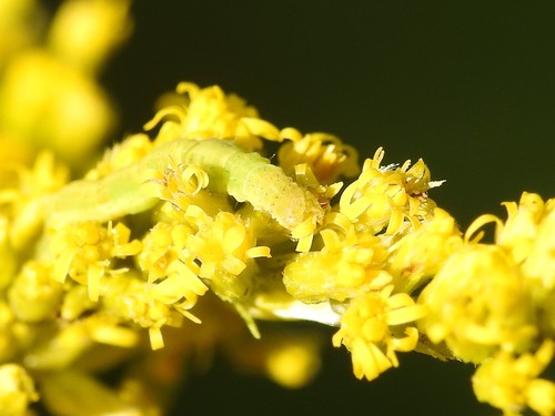 Pleuroprucha insulsaria photographed on goldenrod