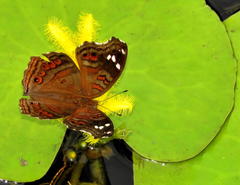 Nymphoides thunbergiana