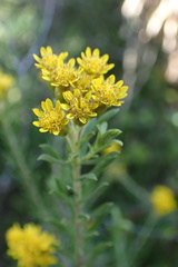 Oedera genistifolia
