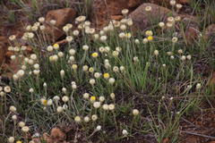 Helichrysum chionosphaerum