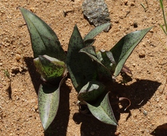 Colchicum circinatum