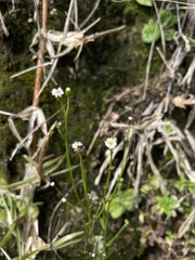Erigeron cuneifolius