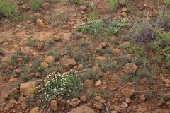 Helichrysum chionosphaerum