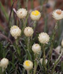 Helichrysum chionosphaerum