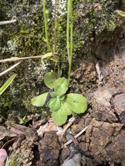 Erigeron cuneifolius