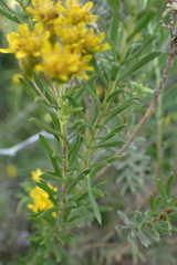Oedera genistifolia