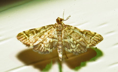 Anageshna primordialis