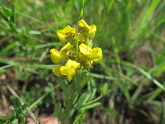 Crotalaria globifera