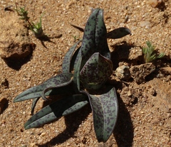 Colchicum circinatum