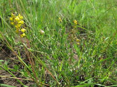 Crotalaria globifera