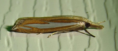 Crambus satrapellus