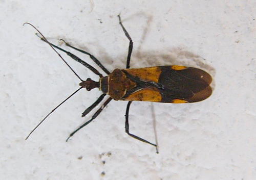 Hediocoris tibialis