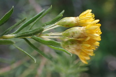 Oedera genistifolia