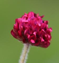 Trifolium africanum