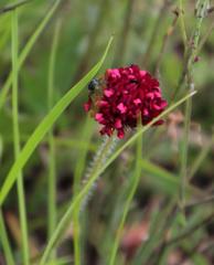 Trifolium africanum