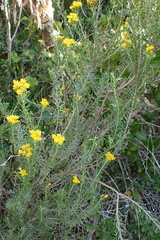 Oedera genistifolia