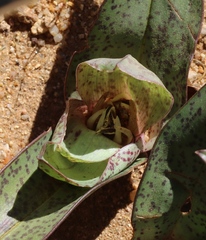 Colchicum circinatum