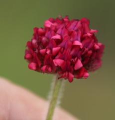 Trifolium africanum